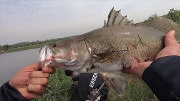 câu cá tại quảng yên và người em lần đầu tiên dính cá vược bằng mồi nhái hơi frogtoon V3