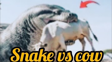 Heroic Rescue Team save a courageous white cow from the terrifying attack of a giant python