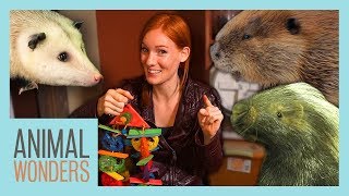 Late Night Unboxing With Our Nocturnal Animals!
