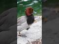 Redhead Duck