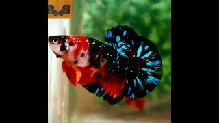 Download Lagu Ikan Cupang Nemo Avatar Black Galaxy 👍 MP3 Download Lagu Ikan Cupang Nemo Avatar Black Galaxy 👍 MP3
