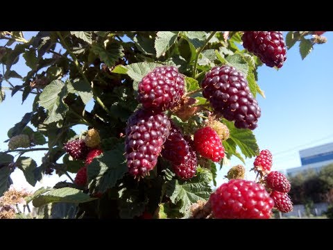 Видео: Грижа за растенията Loganberry - Съвети за отглеждане на Loganberry в градините