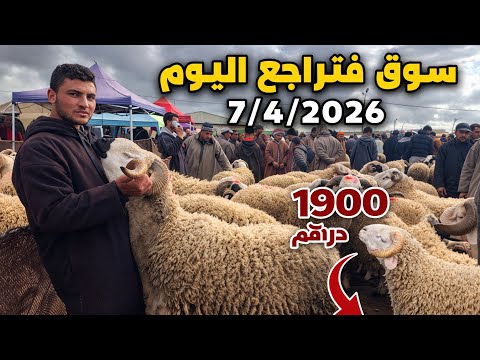 مباشرة من سوق سيدي بنور 7 4 2026 اثمنة الحولي ابتداء 1900  والحوليات