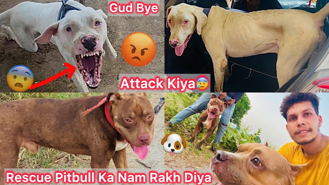 Pak Bully Aggressive Hogya Attack Me😰Eslea Chhod Aaye🐶Rescue Pitbull Ka Nam Rakh Diya😍?