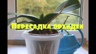 Пересаживаю свою орхидею из ИКЕИ Phalaenopsis