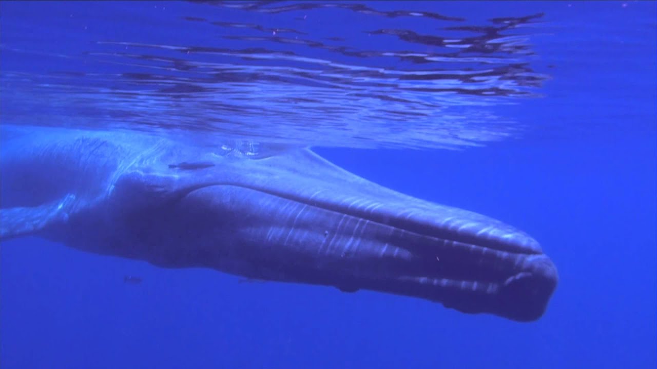 シロナガスクジラ 才シニアダイバー 水中撮影 Bluewhale In Sri Lanka By Years Old Senior Diver Youtube