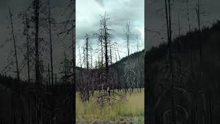 Wild Fire from 2024