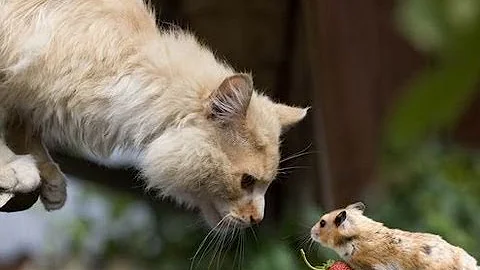 ¿Puede un gato oler una rata?