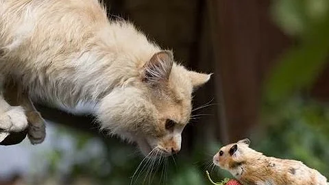 ¿Saben los ratones si hay un gato cerca?