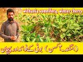       اسگند کے فوائد   