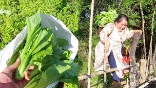 Mus De Zaub Pem Teb Lo Noj