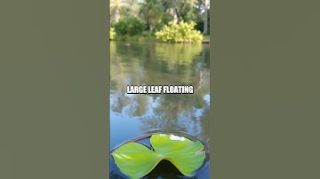 The Ingenious Leaf Compass Technique