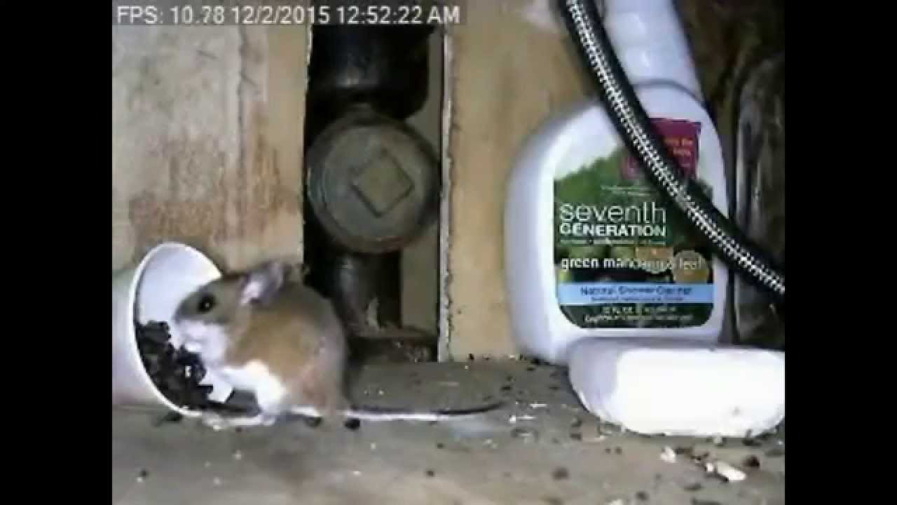 Mouse Under My Sink