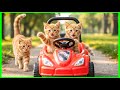 Cute Cat Cartoon प्यारी बिल्ली का कार्टून پیاری بلی کا کارٹون ਪਿਆਰੀ ਬਿੱਲੀ ਦਾ ਕਾਰਟੂਨ