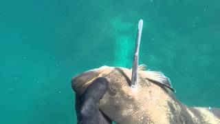 B Daniel Roller speargun Grouper5