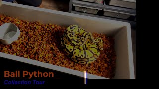 Celebrity Ball Python Collection Wealth