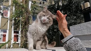 Dual character cat first wants me to pet it and then slaps me for no reason by meow meow 3,374 views 12 days ago 3 minutes, 45 seconds