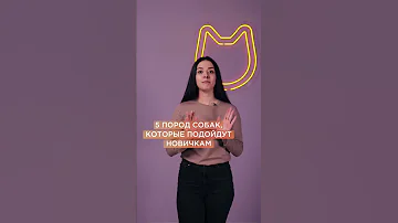 5 пород собак для новичков #shorts #породысобак