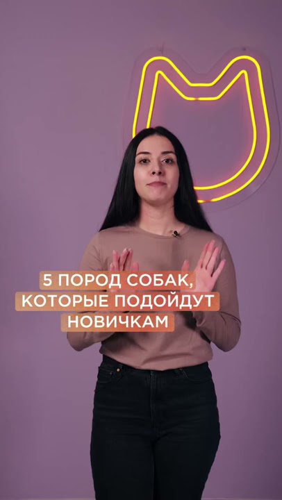 все породы маленьких игрушечных собак