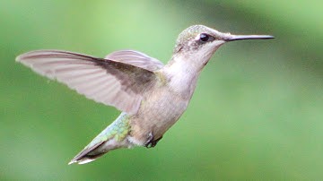 Hummingbird Wing Sounds