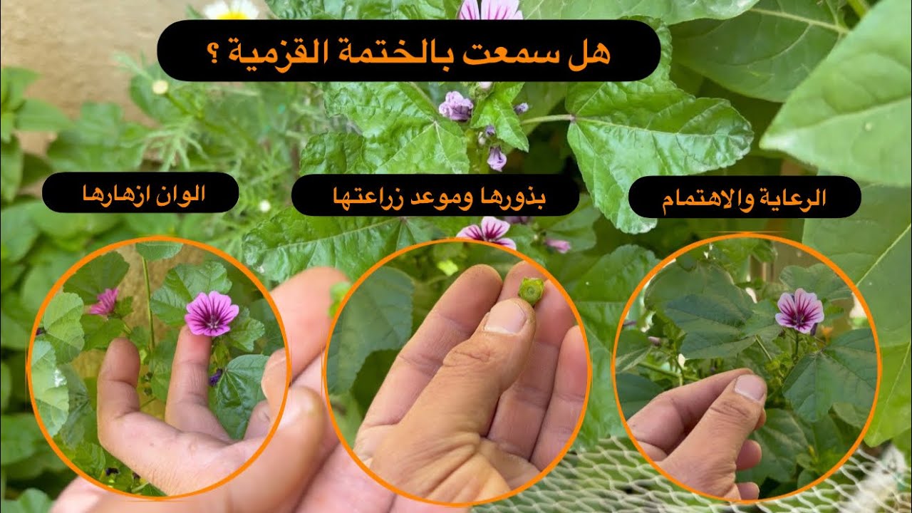 هل سمعت بنبات الختمة القزمي ؟ تعالوا نتعرف على هذا النبات الجديد