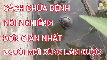 Cách Chữa Bệnh Nổi Nghiêng Cho Ốc Nhồi, Người Mới Nuôi Cũng Làm Được#8|ỐC NHỒI BẮC GIANG TV
