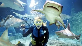 ЖИВОТНЫЕ НАКАЗЫВАЮТ ЛЮДЕЙ ЗА НАГЛОСТЬ (Подводный выпуск) ЖИВОТНЫЕ НАКАЗЫВАЮТ ЛЮДЕЙ ЗА НАГЛОСТЬ (Подводный выпуск)