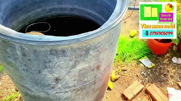 Giá xoài cát hòa lộc, Cát chu, Đài Loan ngày 2 tháng 3, 2024