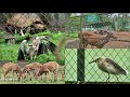 “We Are Going to Manipur Zoo 🐯✨ | Family Fun Vlog