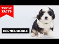 Bernedoodle  - Top 10 Facts