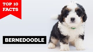 Bernedoodle   Top 10 Facts