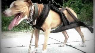 Pitbull The Battle Lines