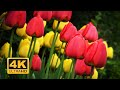 3 hours of colorful tulips in 4k, soft rain and birds singing asmr
