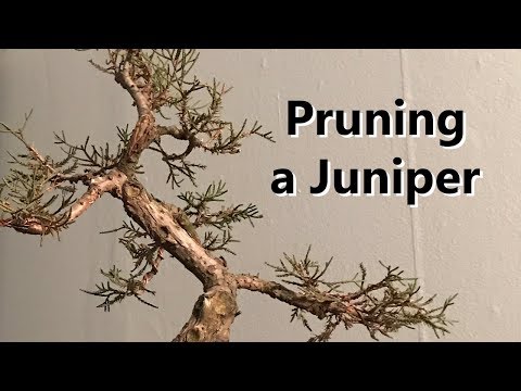 Video: Zone 4 Junipers - Pagpili ng Juniper Para sa Zone 4 Gardens