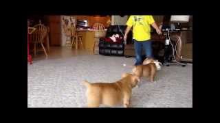 buffdogs Keeper pups 33