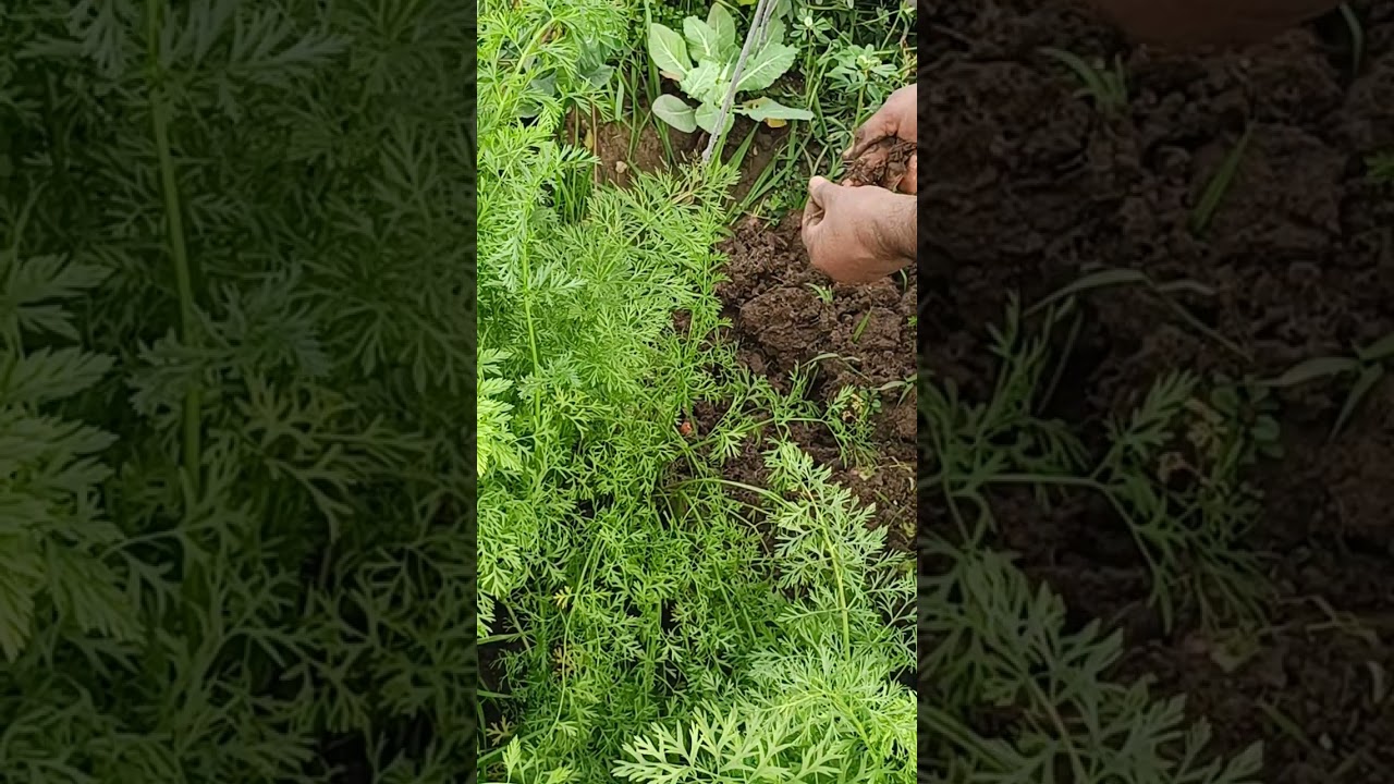 Homegrown vegetables #homegrownvegetables #kitchengarden #growyourownfood