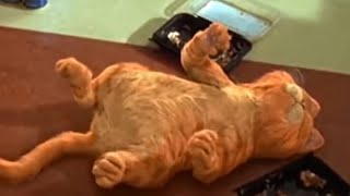 Garfield eats Jon's lasagna
