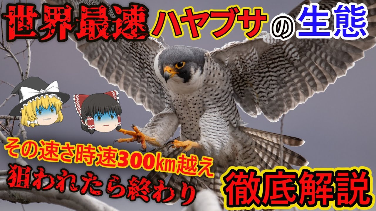【ゆっくり解説】「ハヤブサ」を徹底解説/空のスピードキング！世界最速の鳥であるハヤブサの生態とは - YouTube