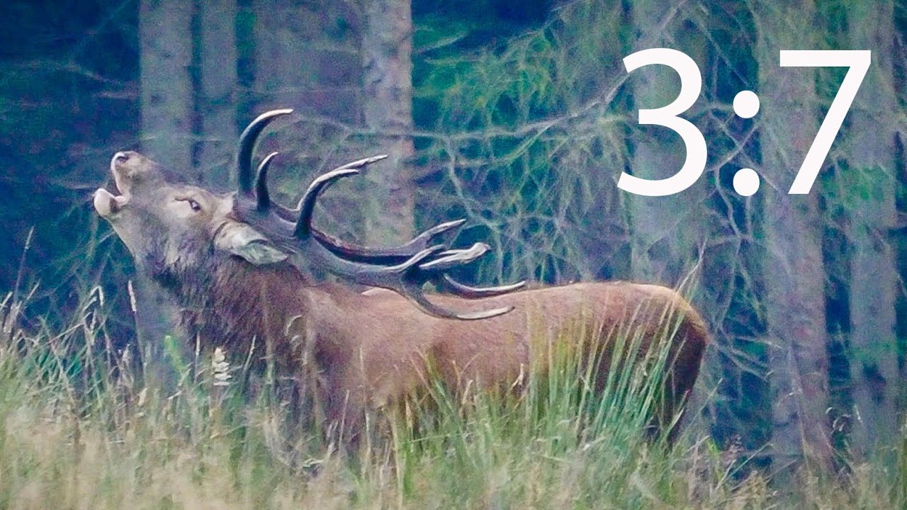 Rold skov og de store hjorte 2024 - del 3