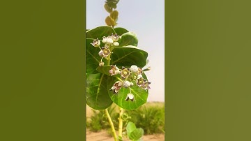 #سورة_الكهف #اسلام_صبحي #السديس #ماهر_المعيقلي #اكسبلور #سبحان #musicnature #arabic #دويتو #الله