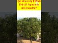 kis ped ke niche Sone se marta haकिस पेड़ के नीचे सोने से इंसान की मौत हो सकती है#short#viral #gk