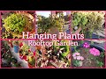 Hardy Plants for Hanging Baskets☘🌺|Less Maintenance Summer Plants for Terrace Garden|Rooftop garden