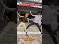 横揺れで対決するセイキンとジェームズ #ばずれ #流行り #ワホー