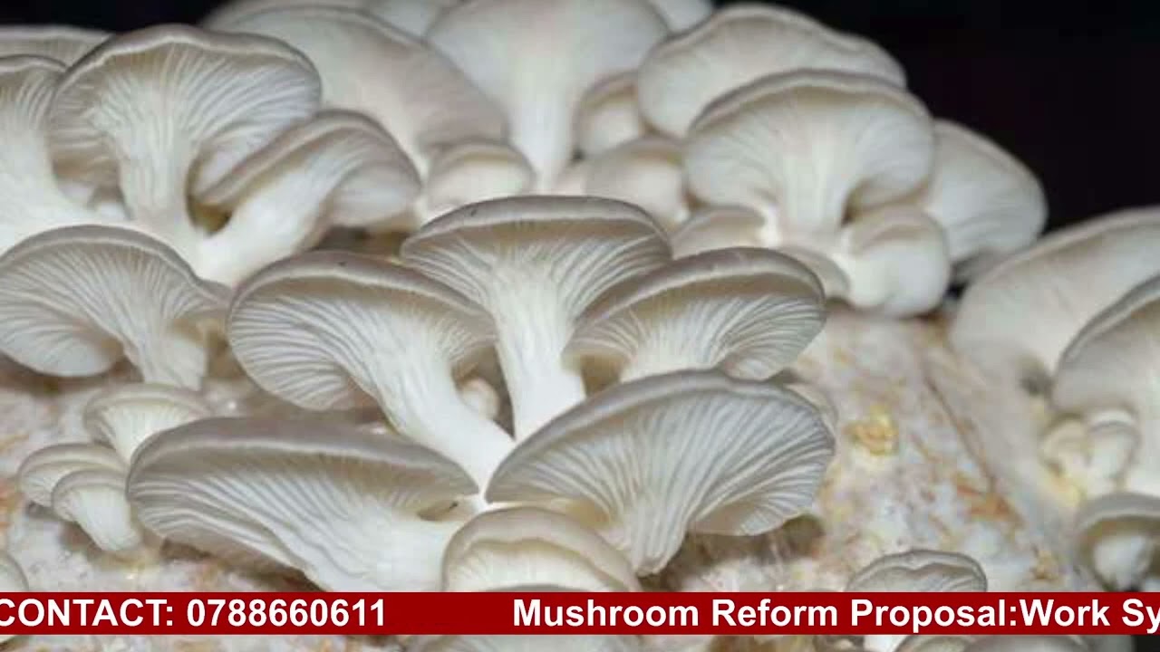 IBIHUMYO:AMAKURU YOSE