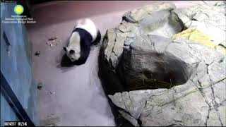 20170824 Mei Xiang dairy #D20# -2