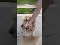 This dog helps people cross the street 