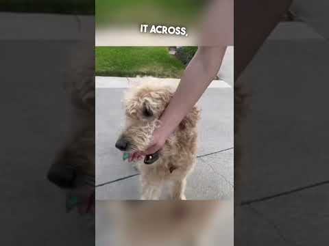 Video: Prastas šunų reakcija į žmogiškąjį prisilietimą padės jums nuplauti skausmą