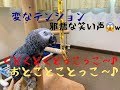 変なテンション、邪悪な笑い声が恐ろしい(;゚Д゚)笑 ヨウムのるいちゃん