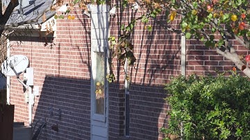 Two wild squirrels chasing and fighting on the tree