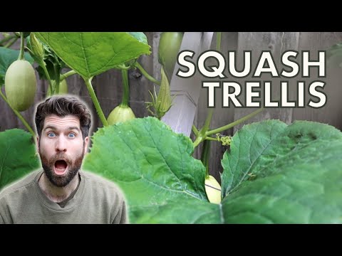 ვიდეო: Squash Trellising - როგორ გავზარდოთ Squash ტრილის საყრდენზე